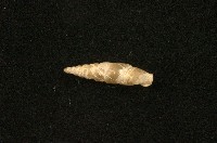 藏品(謝氏煙管蝸牛)的圖片